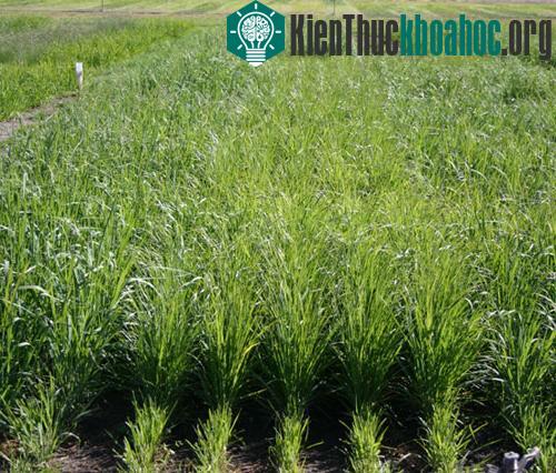 Mối quan hệ cộng sinh giữa nấm endophytes sống trên cây lúa, đã làm gia tăng khả năng chịu mặn của cây lúa.