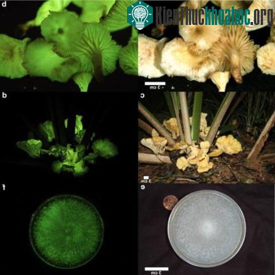 Nấm Neonothopanus gardneri.