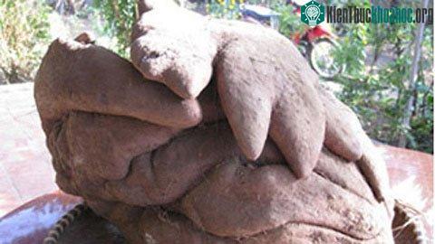 Xôn xao tin củ khoai có hình dáng kỳ lạ ảnh 0