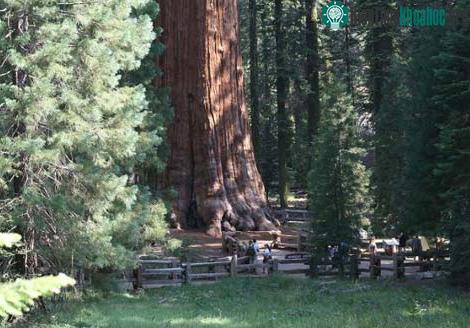 General Sherman