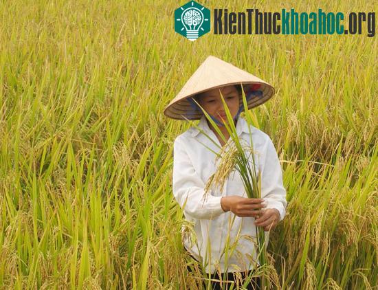 Phát hiện mới về nguồn gốc của lúa gạo ảnh 0