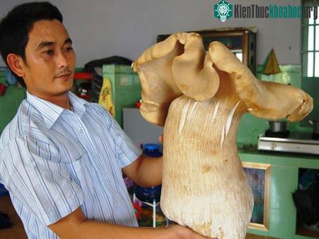 Nấm mối “khổng lồ” tại Bình Dương