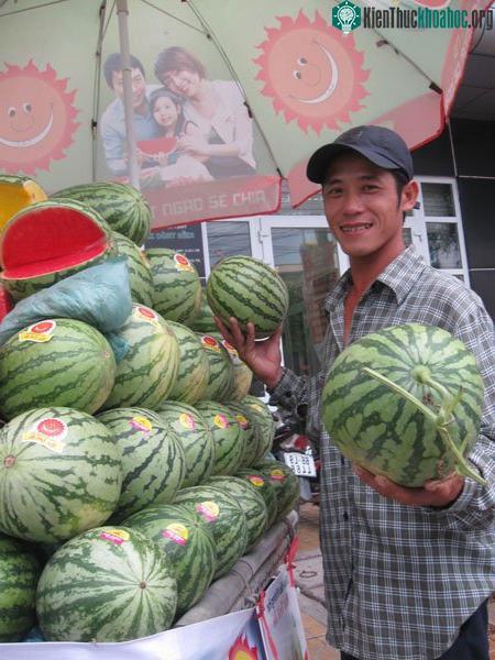 Chưa phát hiện “dưa hấu nổ” ở Việt Nam ảnh 0