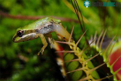 Lạc vào thế giới cây "ăn thịt" ảnh 0