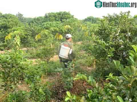 Diệt ruồi hại quả bằng công nghệ sinh học ảnh 0