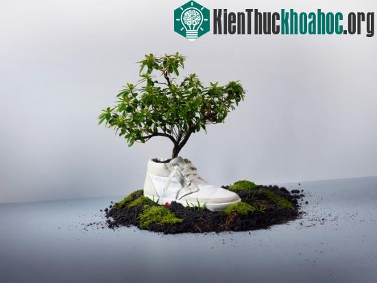 Giày phân hủy sinh học ảnh 0