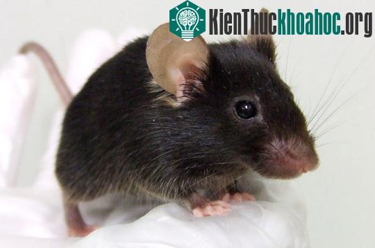 Nghe chuột ‘hót’ như chim ảnh 0