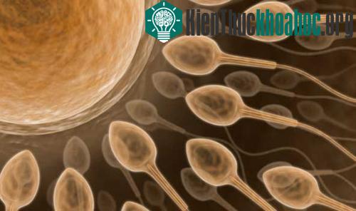 Nhật Bản: Tạo ra tinh trùng từ tế bào gốc đa năng ảnh 0