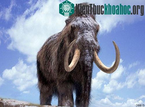 Phục sinh loài voi mamút cổ bằng nhân bản vô tính ảnh 0