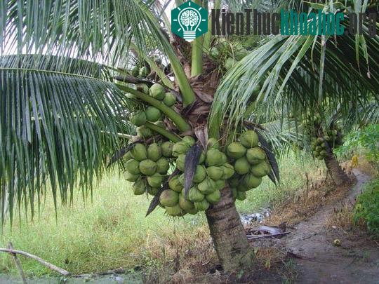 Loài cây dừa cạn.