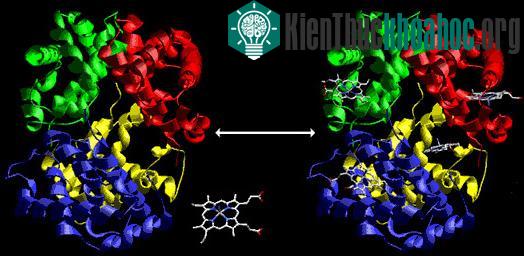 Phát hiện enzyme kéo dài cơn đau sau tổn thương ảnh 0