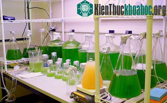 Argentina sản xuất nhiên liệu sinh học từ tảo biển ảnh 0