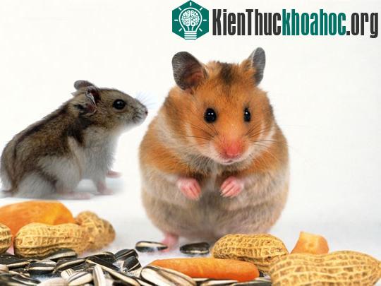 Gen chuột và người khác nhau nhiều hơn ta tưởng ảnh 0