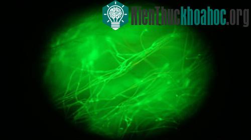 Tằm biến đổi gene sản xuất tơ nhân tạo ảnh 0
