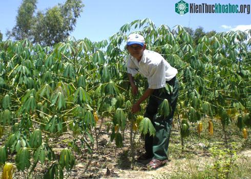 Tìm nguyên liệu cho nhà máy sản xuất Ethanol ảnh 0