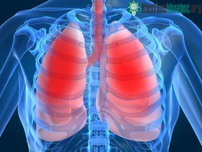 Đột phá mới trong cấy ghép phổi lợn trên người ảnh 0