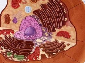 Quan sát sự tương tác giữa protein ở tế bào sống ảnh 0