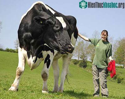 Thế giới sắp tái sinh một giống bò đã tuyệt chủng ảnh 0
