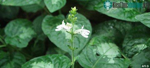 Phát hiện hơn 250 loài thực vật quý hiếm ảnh 0
