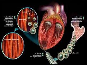 Tế bào cơ tim luôn đổi mới ở người trưởng thành ảnh 0