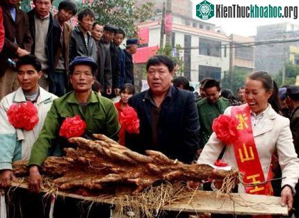 Củ từ nặng 38kg ảnh 0
