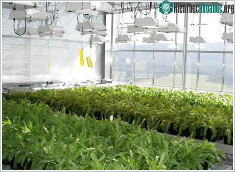 Chế tạo cao su từ bồ công anh ảnh 0