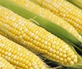 Việt Nam sẽ có thực phẩm biến đổi gen năng suất cao ảnh 0