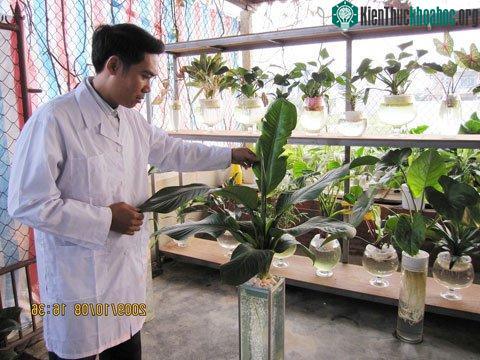 Trồng cây cảnh bằng phương pháp thủy canh ảnh 0