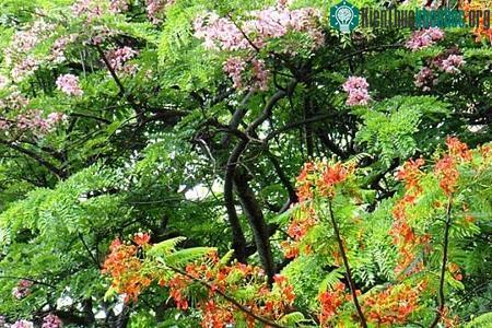 Cây biết tự hủy hoại cơ thể ảnh 0