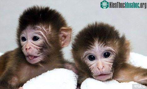 Chú khỉ có hai mẹ một cha ảnh 0