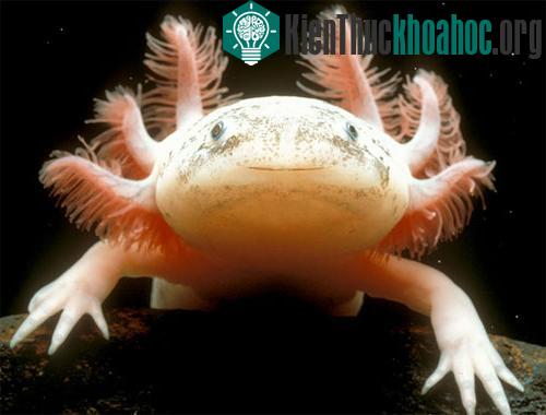 Con người có thể tự tái tạo các chi ảnh 0