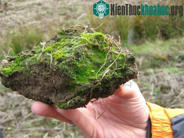 Rêu có thể chế tạo protein chữa bệnh ảnh 0