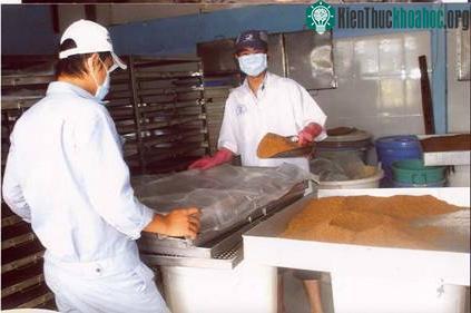 Nuôi nấm mốc để làm tương sạch ảnh 0