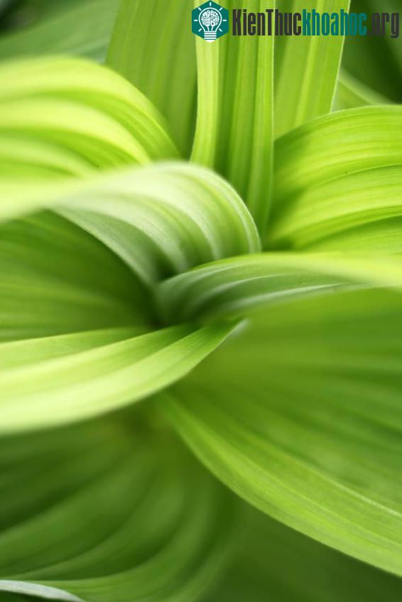 Canxi giúp thực vật tự phòng vệ ảnh 0