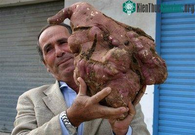 Khoai lang 11,3 kg ở Libăng ảnh 0
