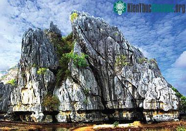 Phát hiện loài thực vật mới ở Kiên Giang ảnh 0