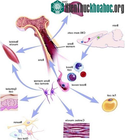 TÌM HIỂU VỀ TẾ BÀO GỐC (Phần 3) ảnh 1