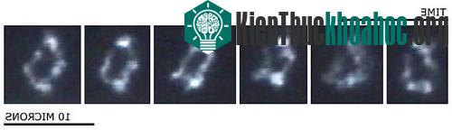 Lần đầu tiên tạo ra gen vi khuẩn - Cấu trúc hoá học lớn nhất được tổng hợp trong phòng thí nghiệm ảnh 1
