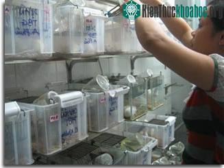 Chuột giúp ngành vắc-xin phát triển ảnh 1