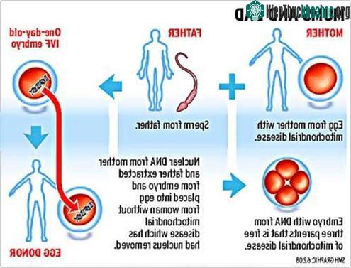 Tạo ra phôi người chứa DNA từ 2 phụ nữ & 1 đàn ông ảnh 1