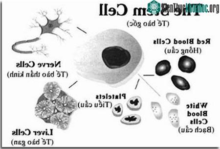 Tế bào gốc và lập trường của Giáo hội ảnh 1