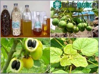 Nhiên liệu sinh học: Cần có cách nhìn toàn diện ảnh 1