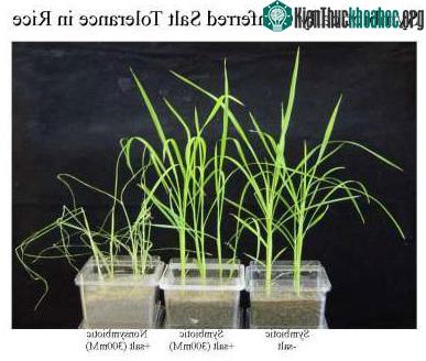 Mối quan hệ cộng sinh giữa nấm endophytes sống trên cây lúa, đã làm gia tăng khả năng chịu mặn của cây lúa.