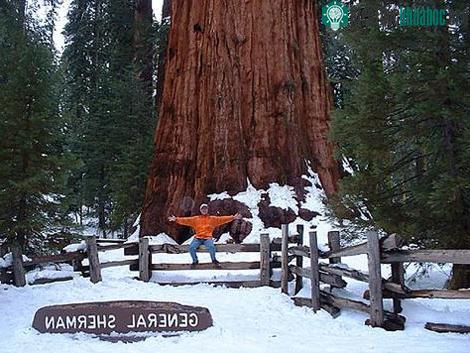 General Sherman