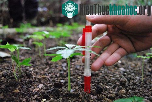Thành công mới về nhân giống sâm vô tính ảnh 1