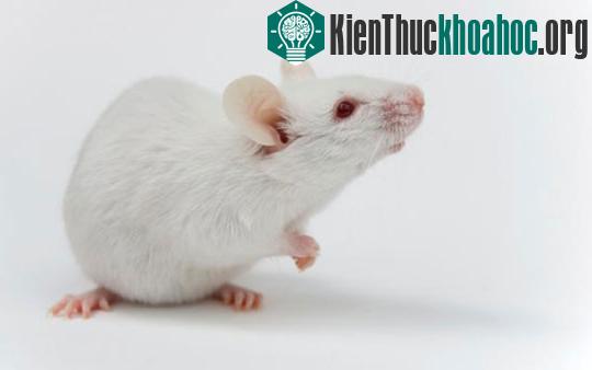 Tạo ra loài chuột ngửi được ánh sáng ảnh 1