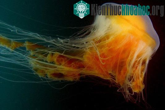 Sứa lạ đại dương sinh sản trong bể nuôi ảnh 1
