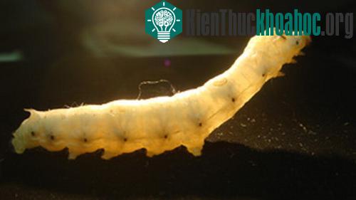 Tằm biến đổi gene sản xuất tơ nhân tạo ảnh 1