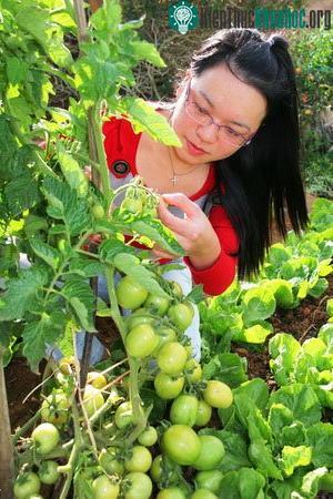 Cà chua, khoai tây "2 trong 1" ảnh 1