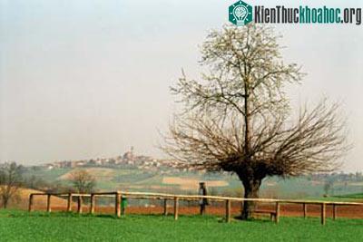Hiện tượng cây mọc trên cây khác thường ở Italia ảnh 1